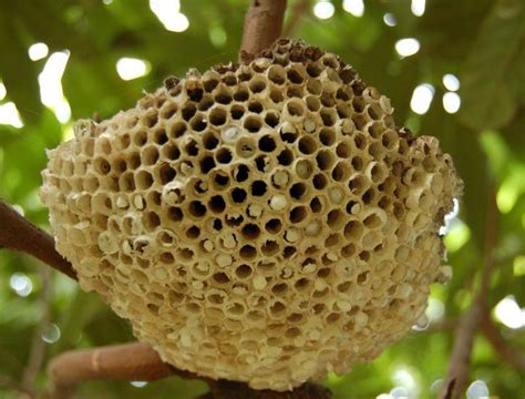 蜜蜂的巢|蜂巢(蜜蜂所建巢穴):結構介紹,神奇結構,分類,藥用價值,。